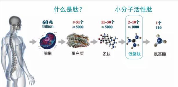 送老人的营养品有哪些_95岁老人厌食营养补给方法_老人腰疼腿疼补充什么营养好