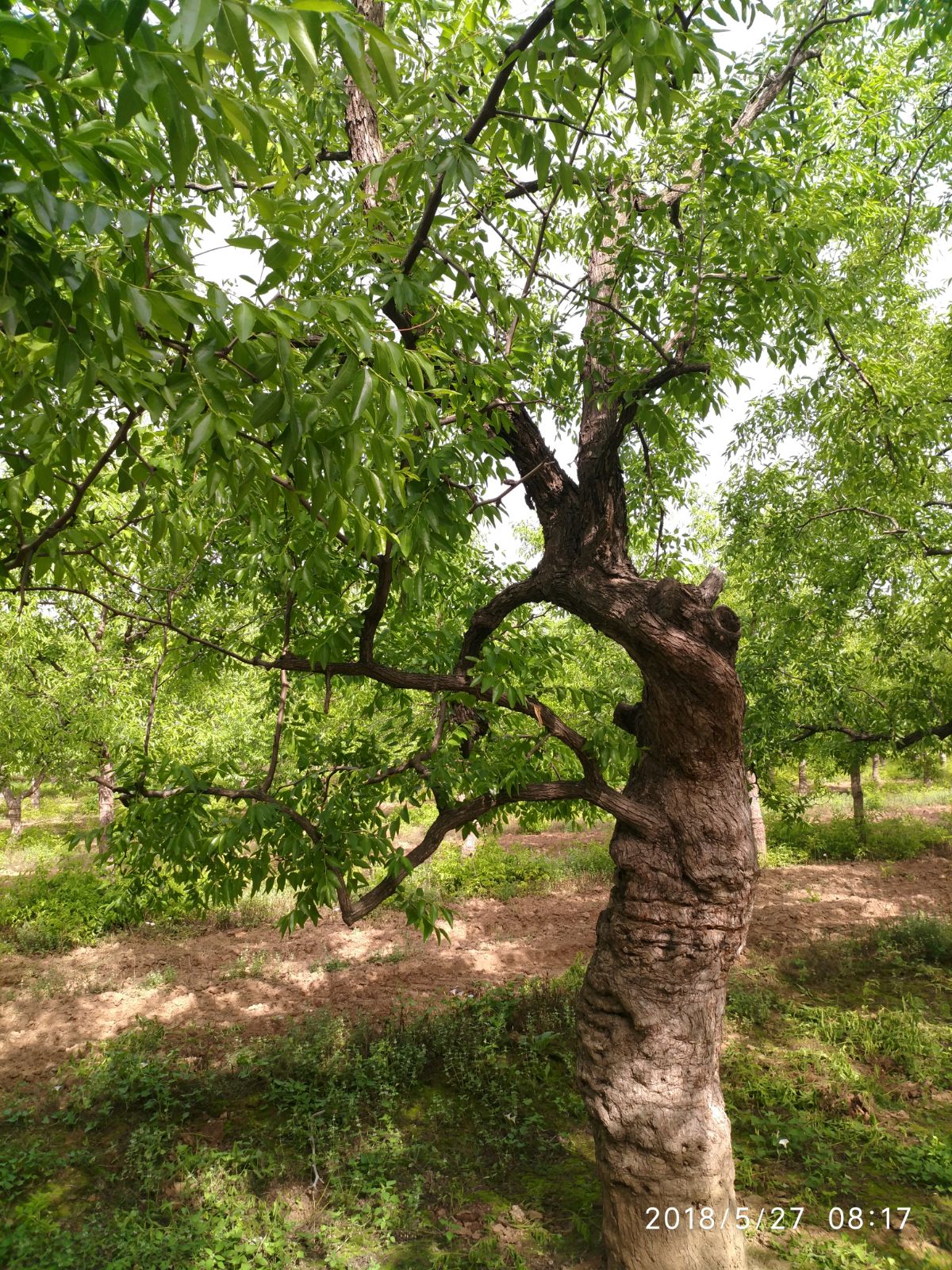 陕北枣树图片图片