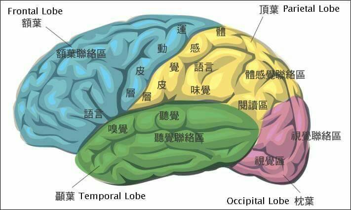 幼儿期思维发展特点_儿童思维发展关键期_儿童思维发展中的特点