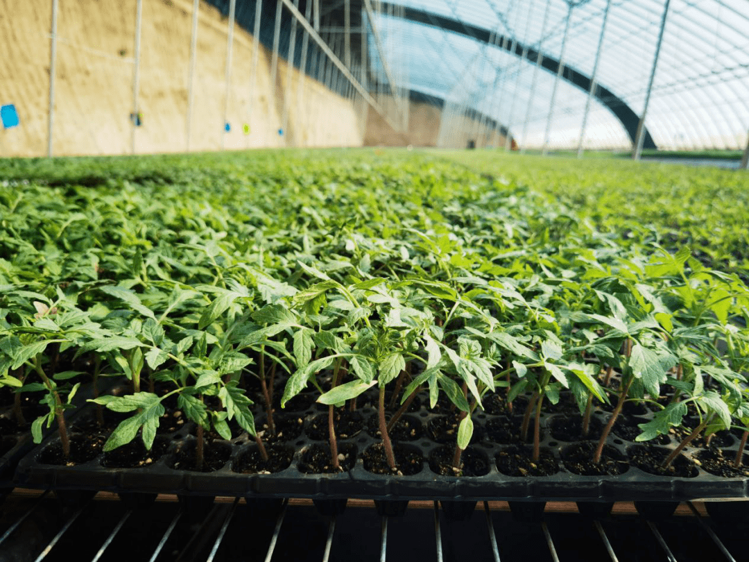 小番茄可以做几种造型_电压力锅可以做番茄牛腩吗_四川种小番茄的地方