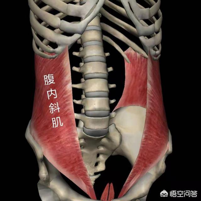 仰卧剪刀腿正确做法_用仰卧起板做仰卧_反仰卧起坐的正确做法图