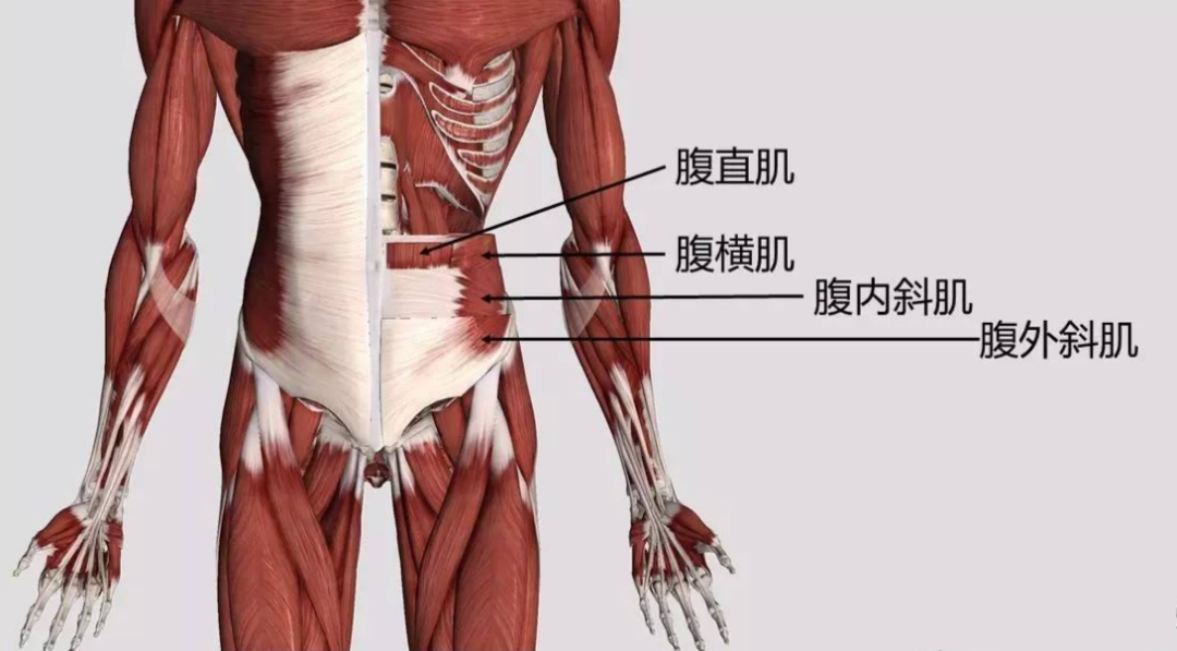 用仰卧起板做仰卧_仰卧剪刀腿正确做法_反仰卧起坐的正确做法图