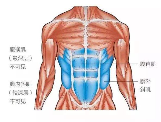 反仰卧起坐的正确做法图_用仰卧起板做仰卧_仰卧剪刀腿正确做法