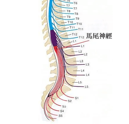 腰椎健盘突出怎么治疗_健康之路腰椎间盘突出_腰椎肩盘突出素