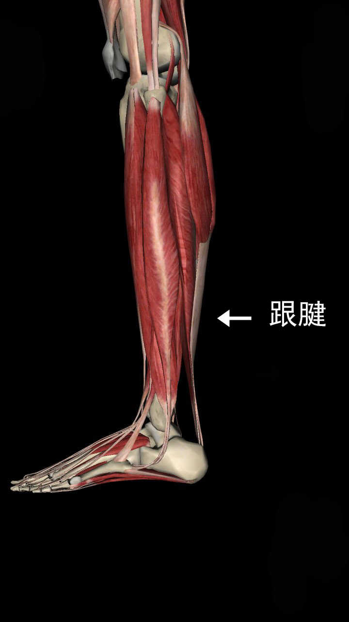 小腿上都是肌肉怎么减_怎么减腿上的肌肉_如何减腿上的肌肉