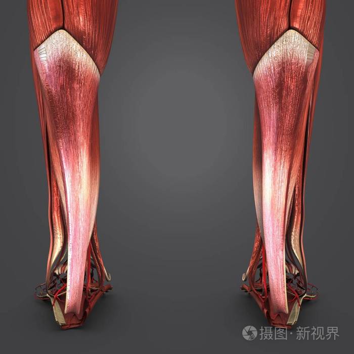 小腿上都是肌肉怎么减_怎么减腿上的肌肉_如何减腿上的肌肉