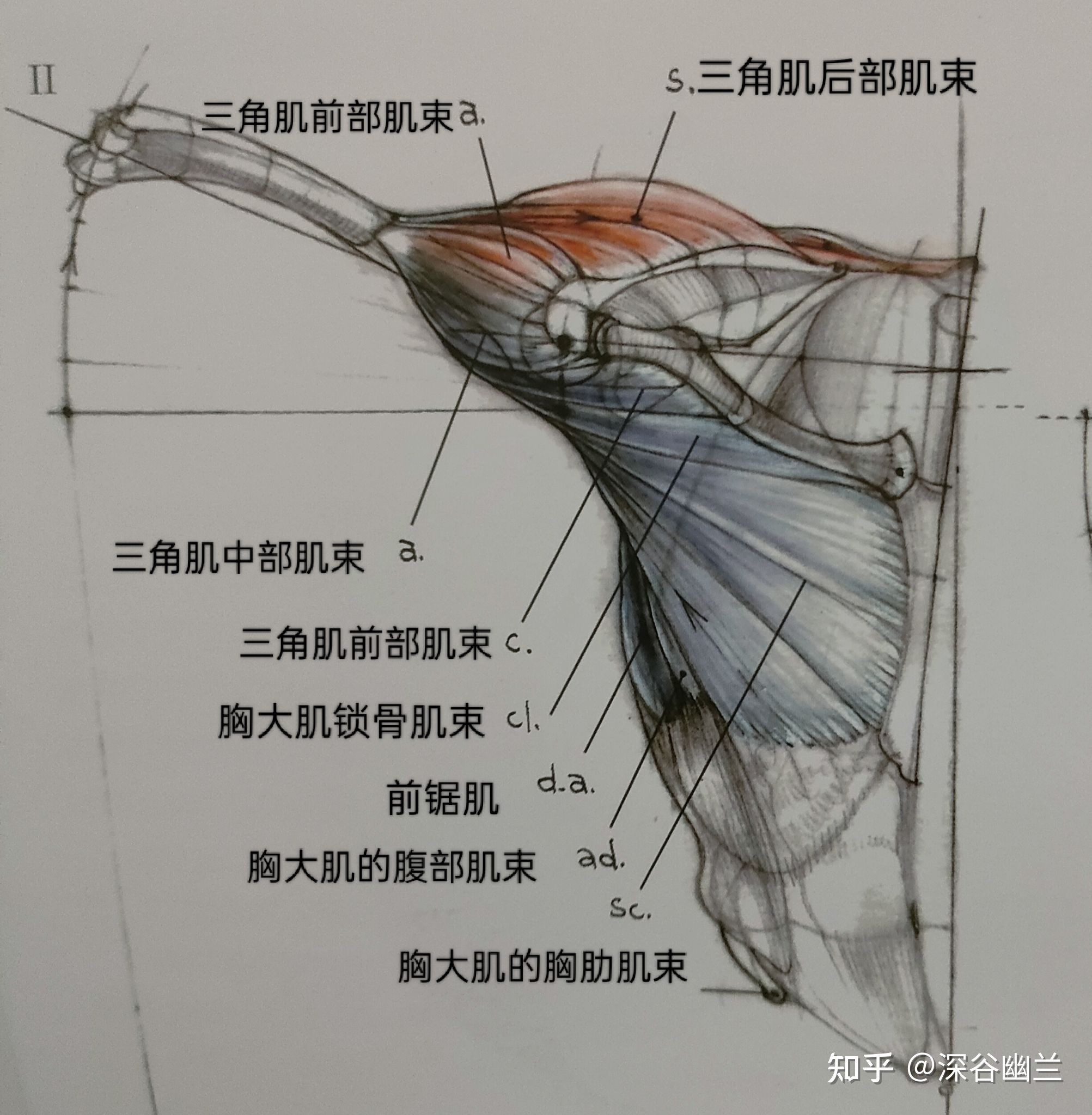 怎么让肩膀宽_新锐志怎么让示宽灯变日行_练背阔肌能让肩膀变宽