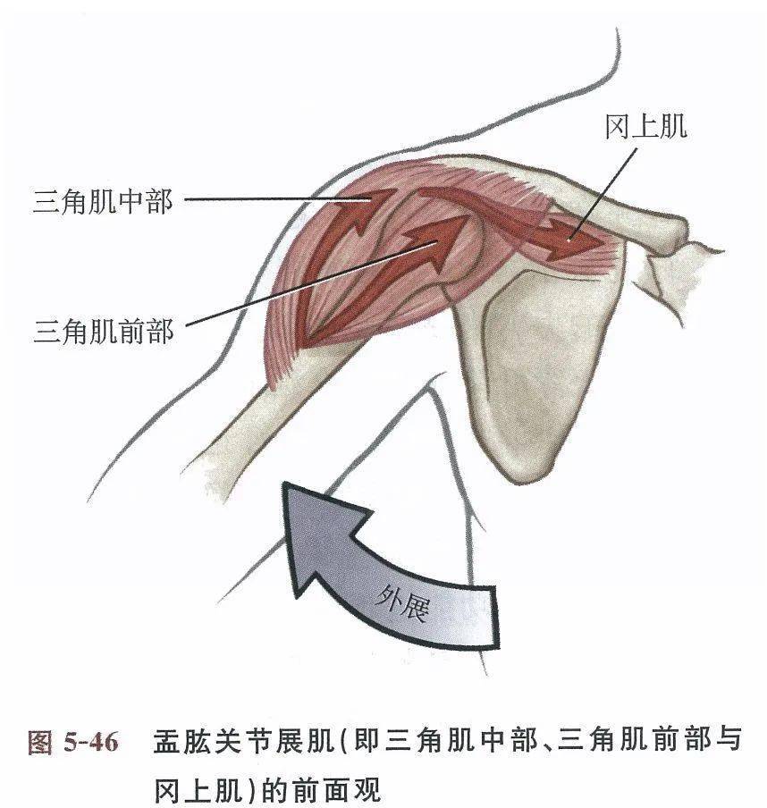 斜方肌下束锻炼动作_练斜方肌下束的动作_锻炼三角肌后束动作