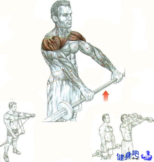 三角肌后束肌锻炼方法视频_锻炼三角肌后束动作_三角后束肌训练方法