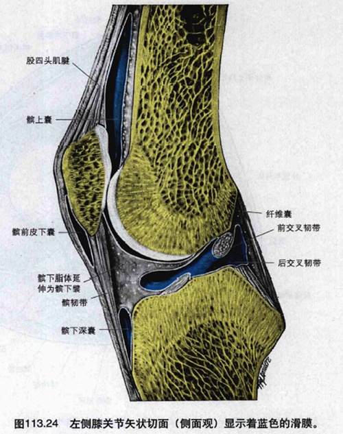 膝盖疼打软腿怎么办_膝盖发软是什么原因_膝盖软骨膜损伤
