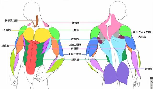 锻炼小腿肌肉方法_肌肉分布图及锻炼方法_后腰肌肉锻炼方法