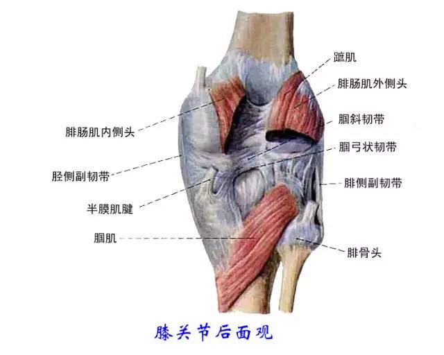 膝盖关节的锻炼方法_膝盖康复锻炼方法_膝盖锻炼最好的方法