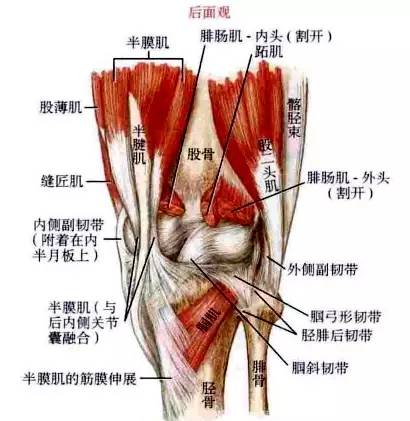 膝盖锻炼最好的方法_膝盖关节的锻炼方法_膝盖康复锻炼方法