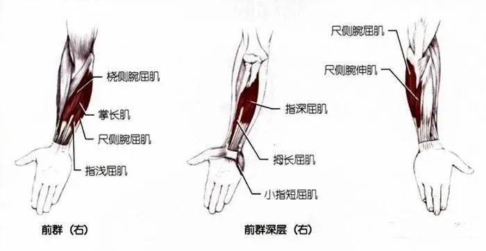 前臂屈侧示意图图片