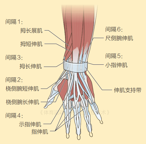 前臂肌后群受什么神经支配_支配大腿前群肌的神经_前臂肌分为前 后群 共有