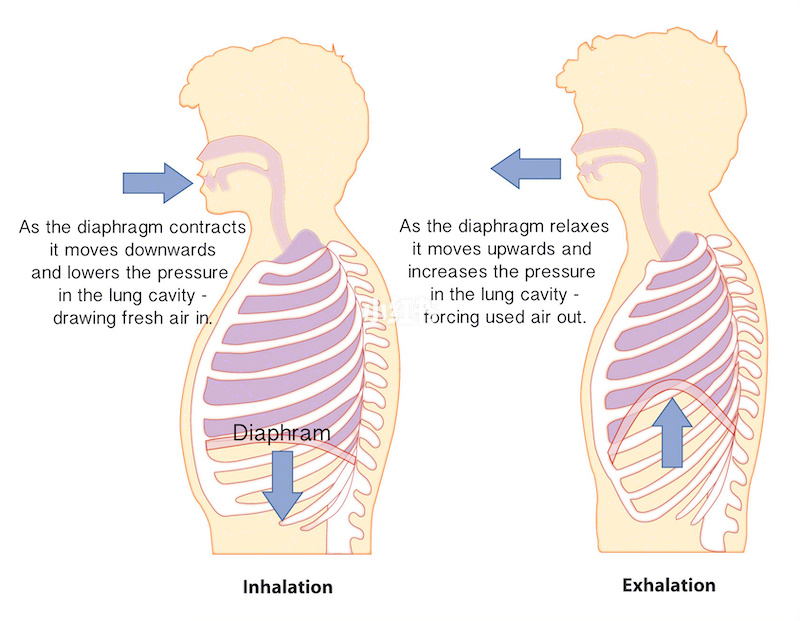 正念呼吸要用腹式呼_廓清式呼吸是怎么呼吸_哪些人不能做腹式呼吸