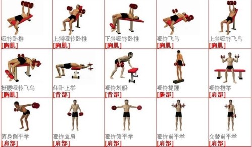 锻炼腿部肌肉的方法_锻炼胸大肌最有效的方法_在家锻炼肌肉的方法
