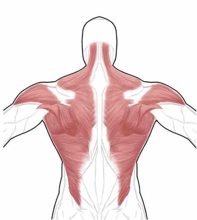 器械腹部肌肉锻炼动作_斜方肌下束锻炼动作_锻炼下腹部的动作
