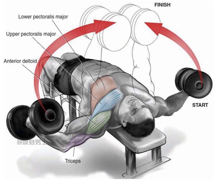 哑铃锻炼腹部肌肉动作图解_锻炼下腹肌的十大动作_锻炼下腹部的动作
