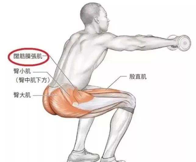 健身房臀部训练计划_臀部训练第一级_在家训练腿部臀部肌肉
