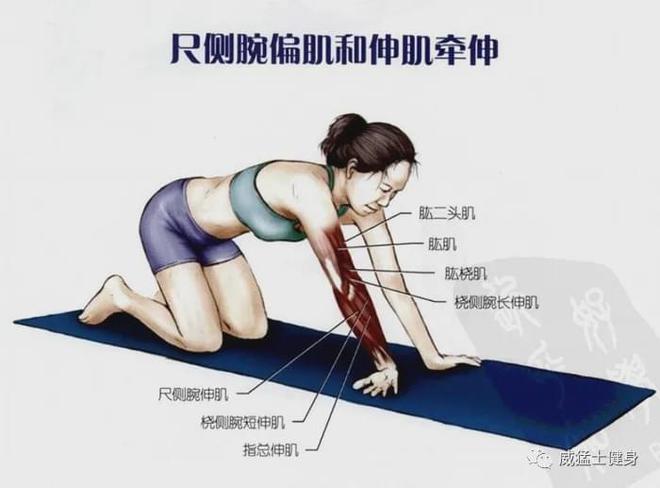 女性手臂力量训练方法_增加手臂力量和爆发力_手臂力量训练方法