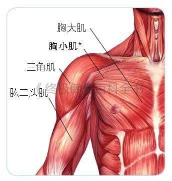 怎么练肌肉线条更明显_怎么让肌肉线条明显_小腿肌肉明显怎么办