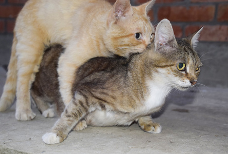 画小猫咪可爱图片大全_猫咪倒影成老虎图片_猫咪捉鱼游戏规则画成图片