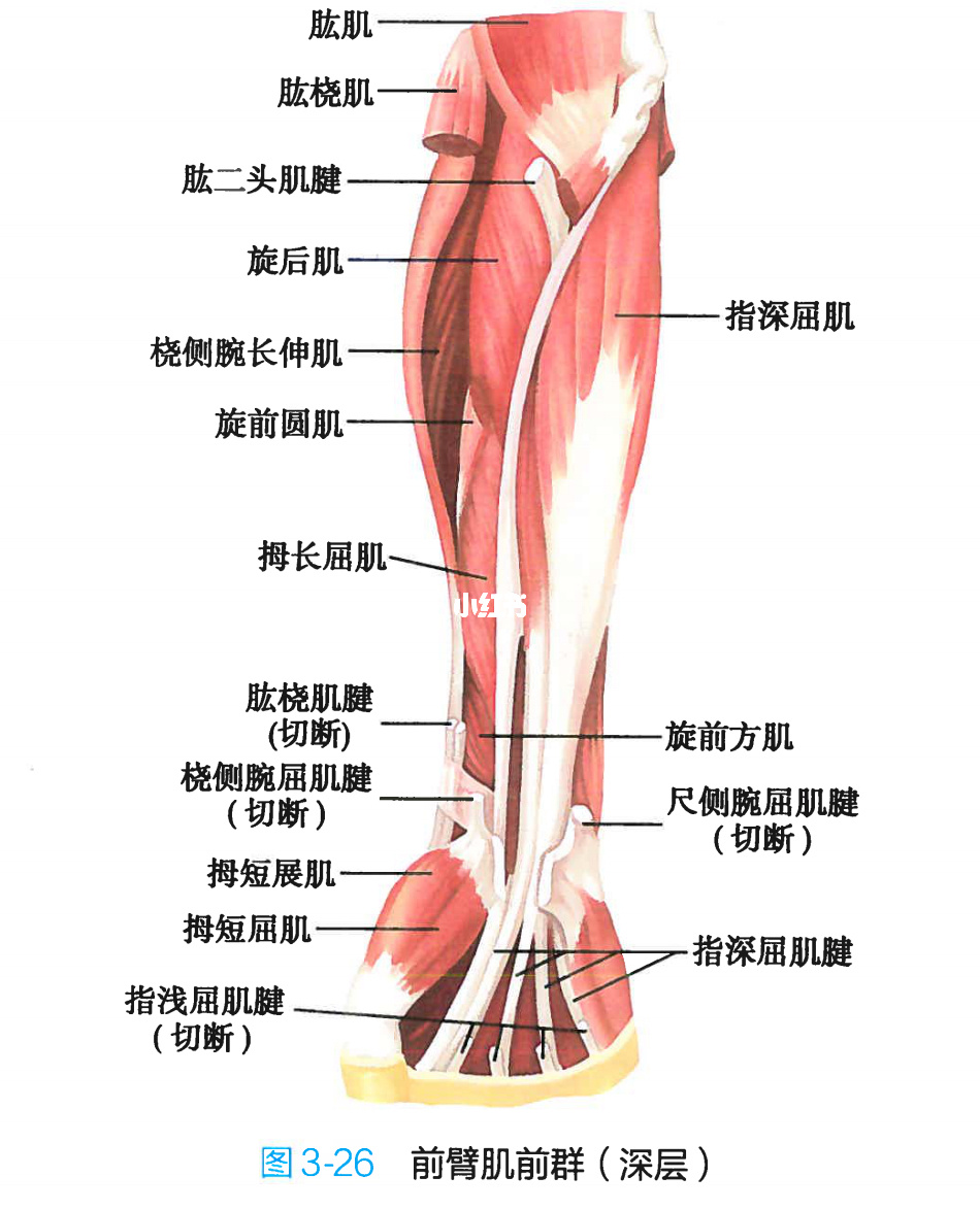 腿部肌肉锻炼_腿部肌肉锻炼方法_家里腿部肌肉锻炼
