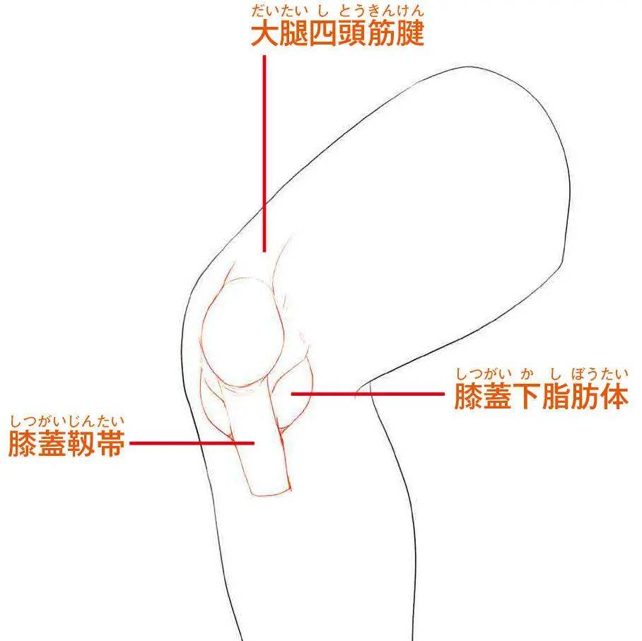 水肿腿肌肉腿脂肪腿_小腿肌肉力量训练计划_肌肉腿和脂肪腿比较图