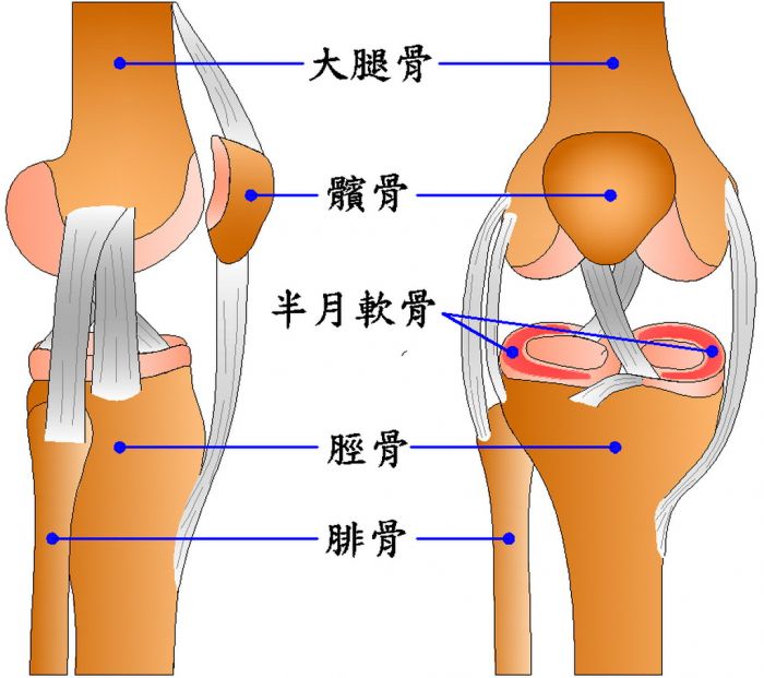 关节运动有哪四种形式_强直性脊柱炎 关节融合 运动_关节运动形式有哪些