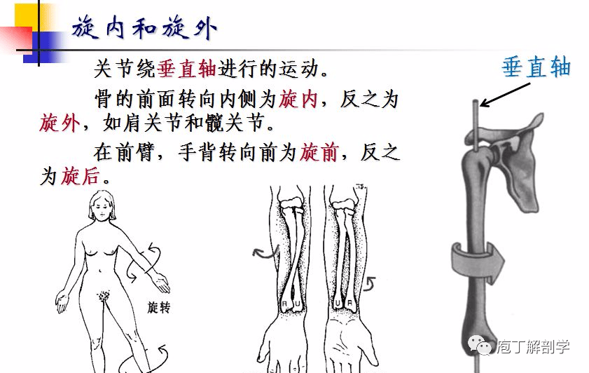 关节运动形式举例_跆拳道的关节运动操_关节运动形式有哪些