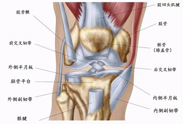 膝盖位置图解图片