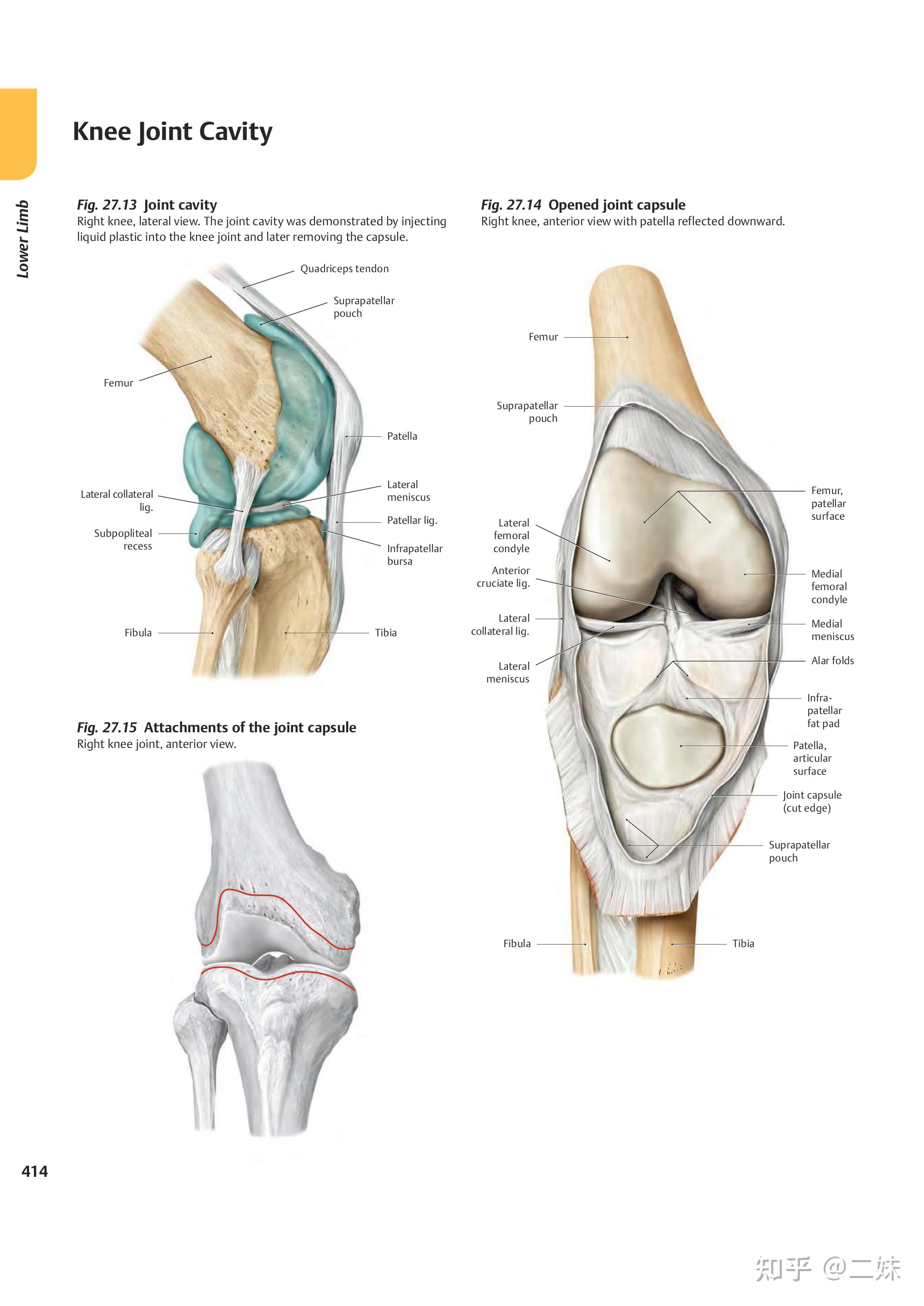 如何保护膝盖关节_保护膝盖的运动方法_运动怎么保护膝盖
