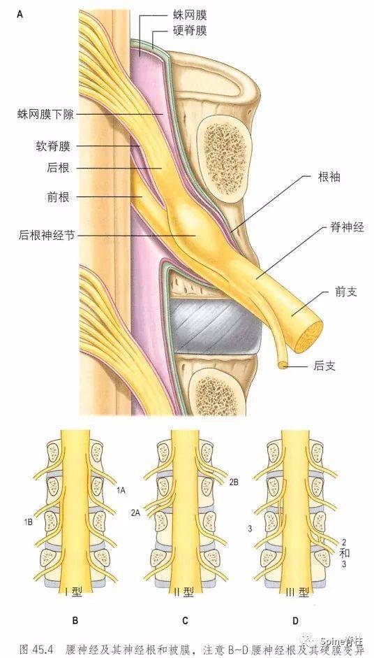 腰椎锻炼恢复强直性脊柱炎图片_腰椎间盘突出间管狭窄怎么样治疗_腰椎间盘怎么锻炼图片