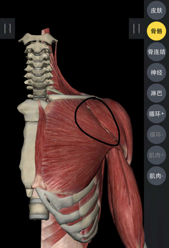 上斜器械推胸的方式及作用_坐姿器械推胸图片_固定器械推胸