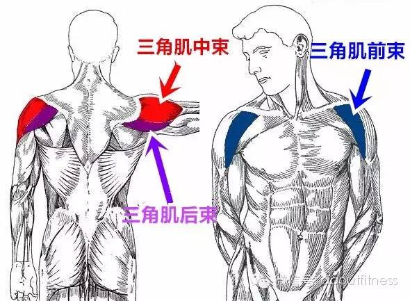 男性pc肌锻炼方法视频_三角肌后锻炼方法视频_3角肌锻炼方法图解视频