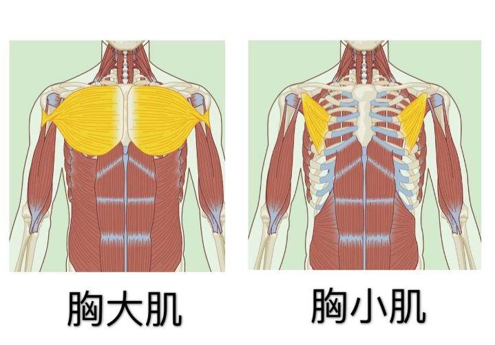 练胸肌一般练几个动作_为什么胸肌都练到两边去了_哑铃练胸肌最好的方法