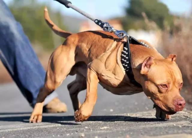 普通的狗能训练出肌肉_狗爱打架能训练改正吗_普通的狗能训练出肌肉