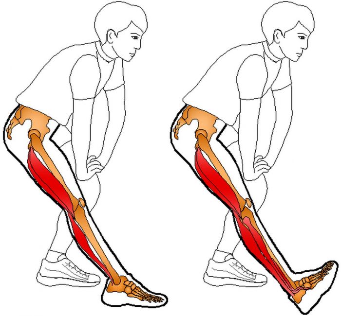臀小肌训练动作_小腿肌肉训练动作图片_腰部肌肉训练十大经典动作