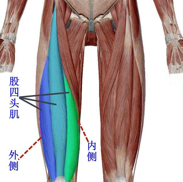 小腿肌肉训练动作图片_臀小肌训练动作_腰部肌肉训练十大经典动作