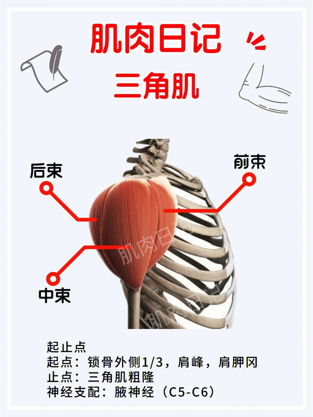 练手臂力量最有效方法_手臂练力量的方法_哑铃练手臂肌肉的方法