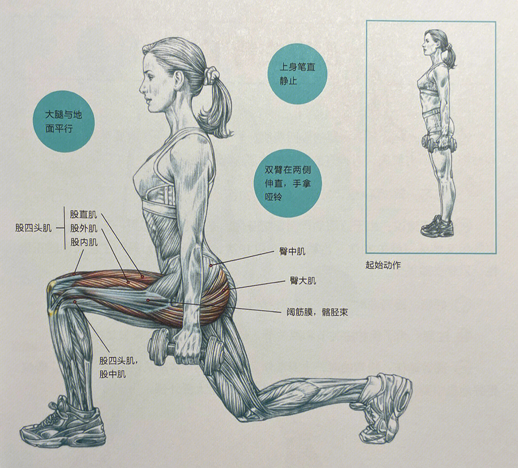 臀中肌臀小肌定位图_臀中肌臀小肌训练方法_臀大肌臀中肌臀小肌图