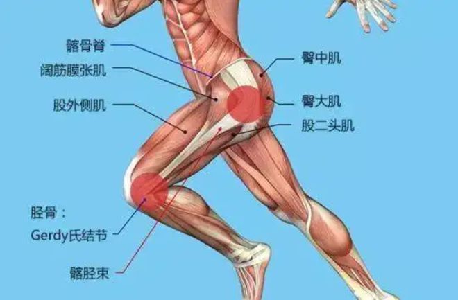 臀中肌和臀小肌怎么练_臀中肌臀小肌训练方法_臀中肌臀小肌练饱满