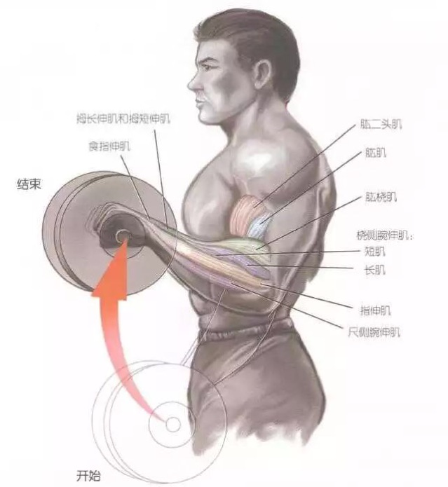 跑步多久可以练出来_练腹肌 不跑步_跑步可以练腿部力量吗