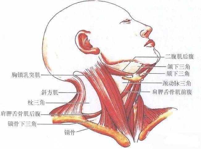 怎样煅练颈部肌肉_练舞蹈女生腿有肌肉吗_运动员有练颈部肌肉吗