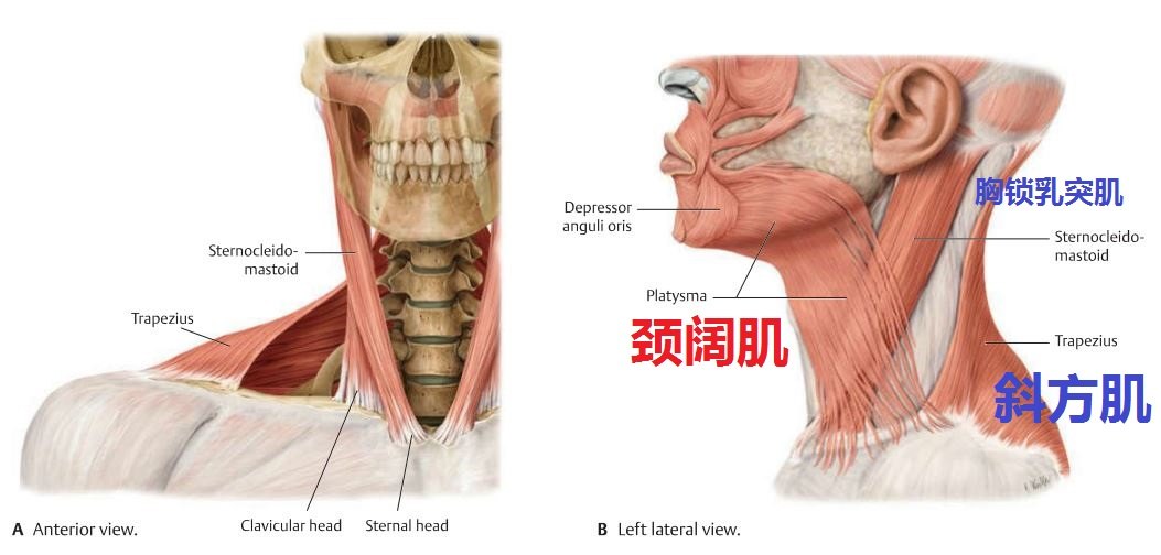 练舞蹈女生腿有肌肉吗_怎样煅练颈部肌肉_运动员有练颈部肌肉吗