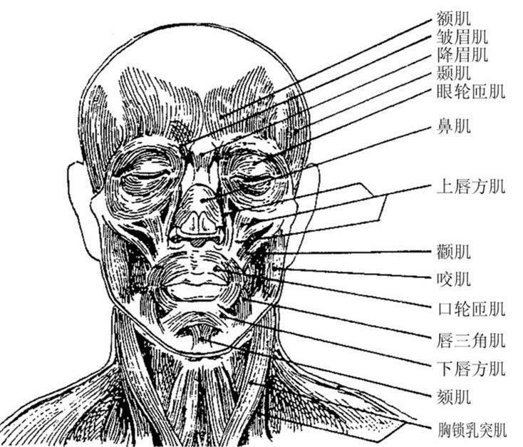 女生小腿有肌肉怎么减去_女生胳膊上有肌肉_胳膊上纹一圈有什么意思吗