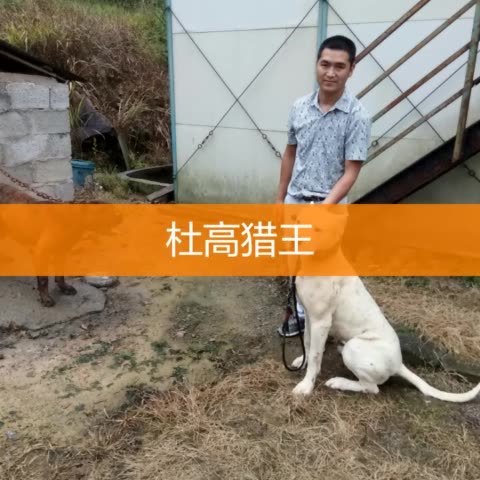 狮子快手成为上热门主播_快手狮王是谁_快手赞是钱吗