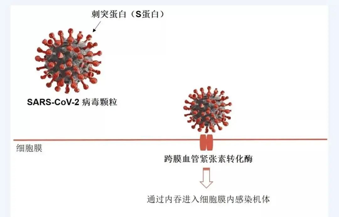 纳米病毒无基因攻略_plagueinc_瘟疫公司纳米病毒攻略_plagueinc攻略病毒篇