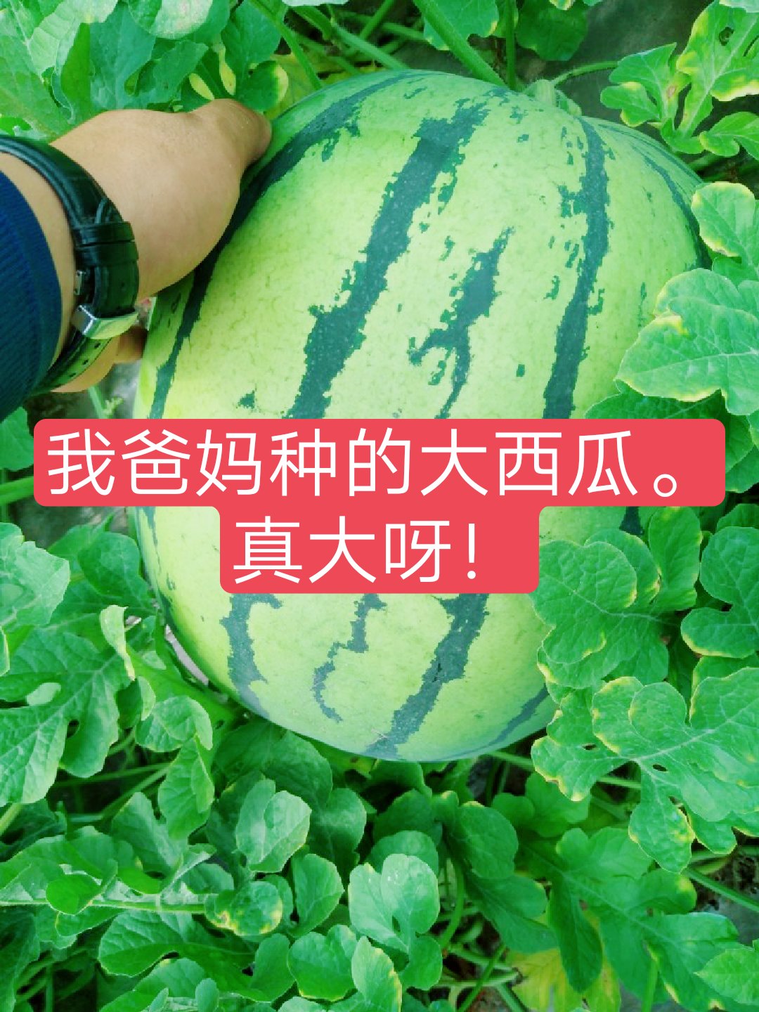 快手什么时候能热门_热门能快手时候播放吗_热门能快手时候发作品吗